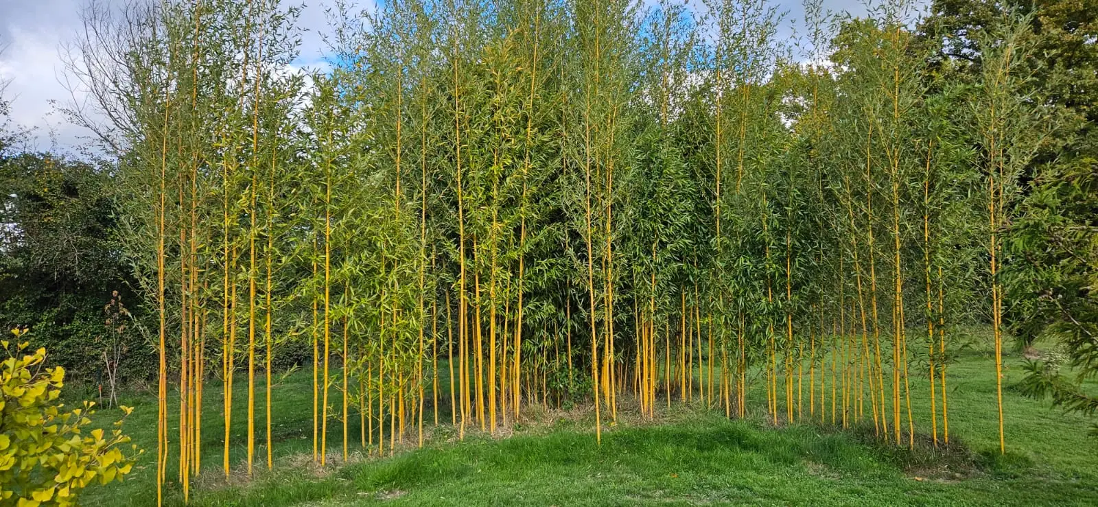 Bosquet de bambous aux chaumes jaune doré