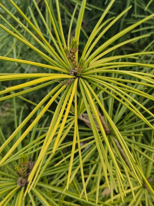 Aiguilles dorées disposées en rosette sur un rameau de conifère