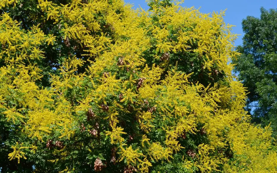Feuillage jaune doré d'un arbuste au printemps