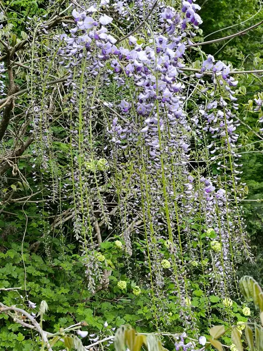 Grappes de glycine mauve en fleurs