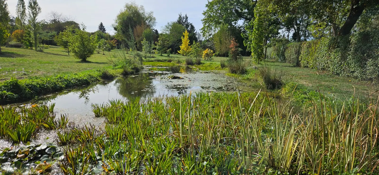 Mare bordée de hautes herbes, au milieu des jeunes arbres de l'arboretum