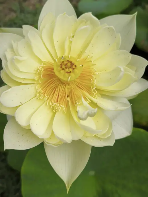 Grande fleur double jaune pâle au bord de l'eau