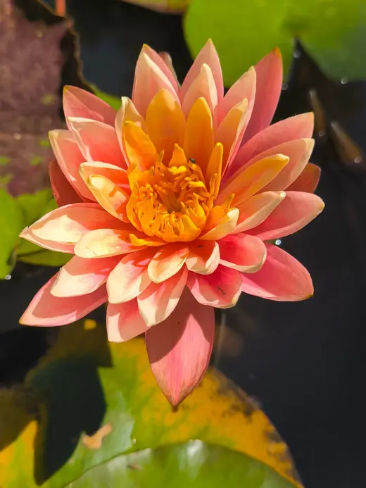 Nénuphar aux pétales orange et corail