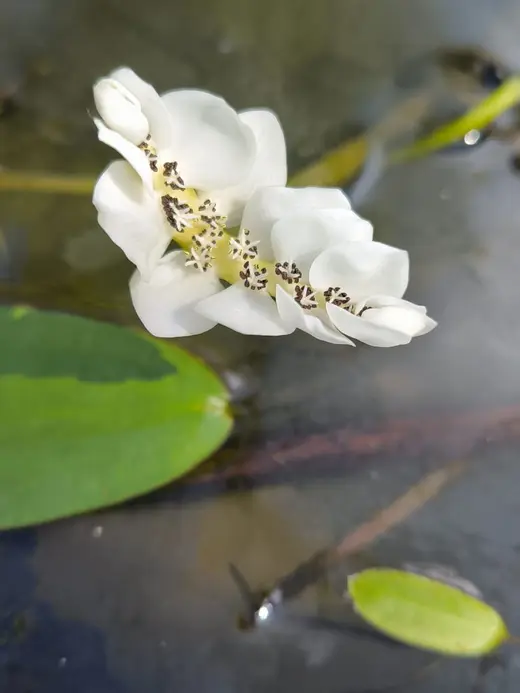 Fleur blanche à anthères sombres flottant à la surface de l'eau